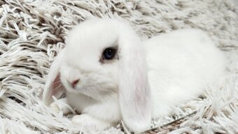 Zakrslý beránek, králíček, králík - FILIP - 6