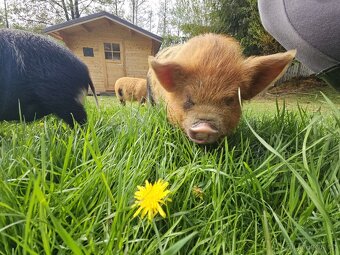 Selata kune kune - 6