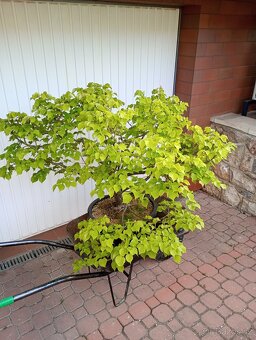 Lípa malolistá (Tilia cordata) bonsai - 6