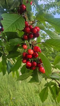 Třešně z vlastního stromů, Bio certifikat - 6