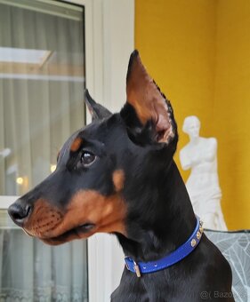 Doberman šteniatka s PP - 6