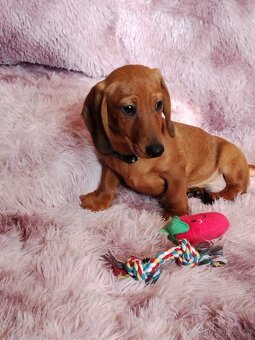 Jezevčík hladkosrstý trpasličí/králičí - 6