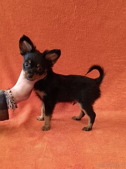 Ruský toy s PP - dlouhosrstý - 6