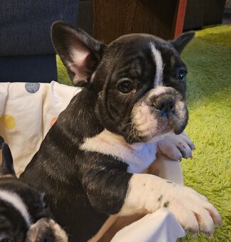 Francouzský buldoček - 6