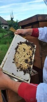 Včelí oddělky 2026 - 6