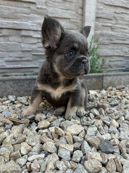Francouzsky buldoček fenka fluffy - 6