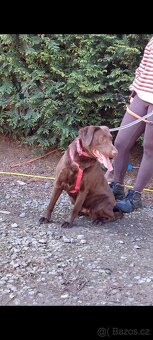 Labrador - 6