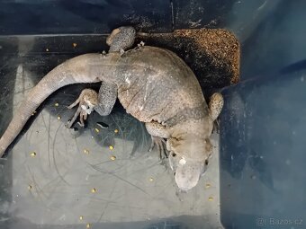 Samec Čukvala zavalitá ( sauromalus ater) - 6