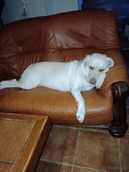 Štěňátka Labradora - 6