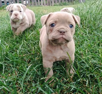 Staroanglický Bulldog, old english buldok, anglického tipu - 6