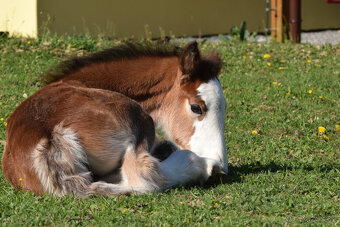 klisnička irský cob - 6