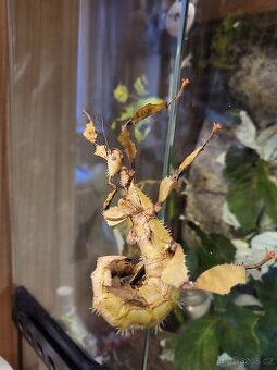 Pakobylky/strašilky-Strašilka australská-Extatosoma tiaratum - 6