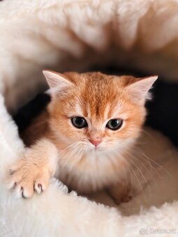 Britské zlaté činčily s PP pro chov - 6