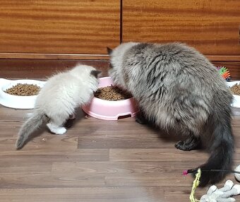 NABÍZIM Ragdoll - 6