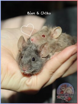 Barevné fancy myšky - 6