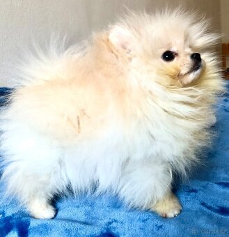 Pomeranuan štěňátko(mini)s Pp - 6