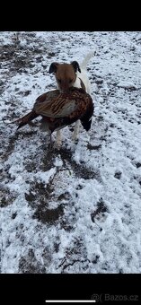 Foxterier hladkosrstý - 6