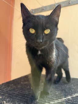 Kočička Luna - 5-6 měsíců - 6