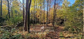 Prodej lesa 27 814 m², Morávka, ev.č. 00984 - 6