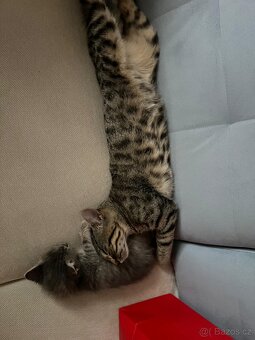 Bengálské kotě - 6