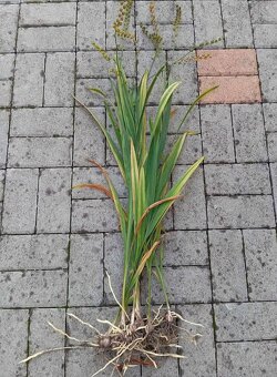 Mix trvalek - vyšší trvalky odkopky - 6