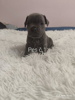 Stafordšírský bulteriér - 6