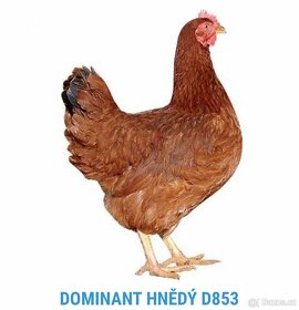 Prodej kuřat Dominant, brojleři - 6