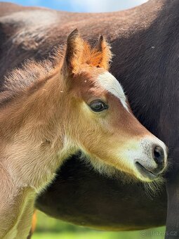 Welsh cob - hřebeček - 6