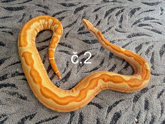 Boa constrictor - Hroznýš královský - 6