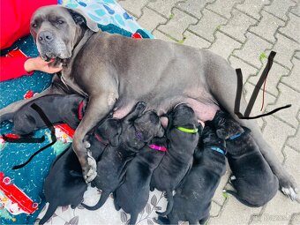 Cane Corso - 6