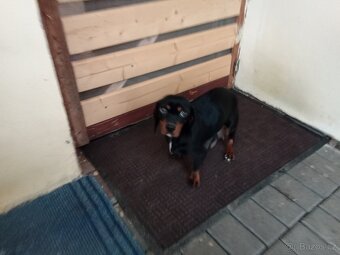 Jezevčík krásná štěňata - 6