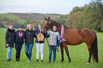 Český teplokrevník - 6