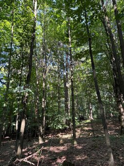 Prodej lesního pozemku v k.ú. Liberk - 6