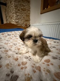 Shih-tzu - 6