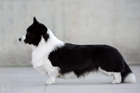 ´Welsh corgi cardigan - 6