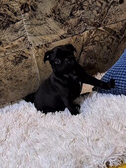Mops - 6