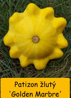 Rajčata, papriky, okurky, patizon a další zelenina (sadba) - 6