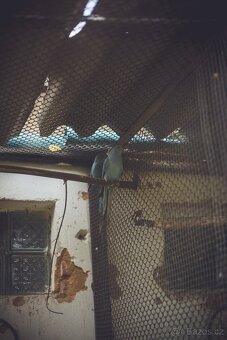 Prodám letošní alexandry – růžové-vousaté, žluté a modré - 6