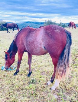 Quarter horse klisna - 6