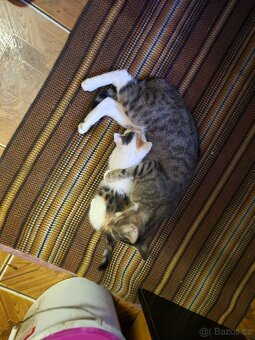 Darujeme koťátka - 6