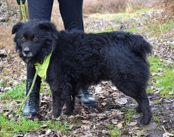 TICEAS K ADOPCI- 3 ROKY,TULÍCÍ ČERTÍK,HODNÝ,KLIDNÝ - 6