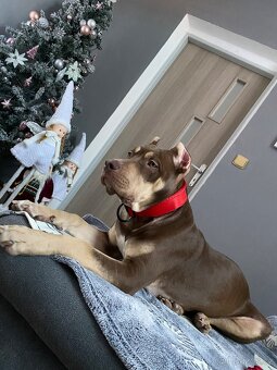 American bully XL - 6