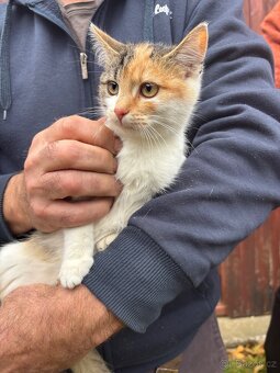 Darujeme koťata - 6