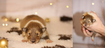 Štěňátka s PP dlouhosrstá kolie - 6