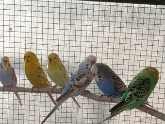 Prodej andulek a korel. - 6