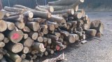 Prodám palivové dřevo (buk, dub) - 6