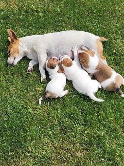 Jack russel teriér - 6