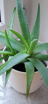 Aloe pravá - 6