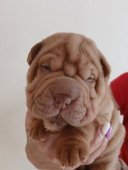 Sharpei,šarpej stěně s PP - 6