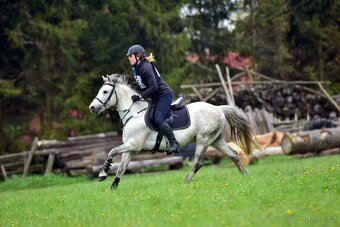 Připouštění hřebcem ČSP 2352 Lucky - 6